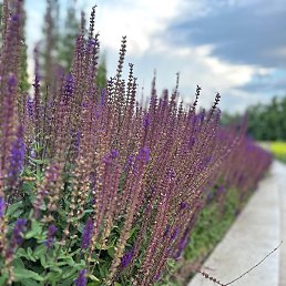 �������, �������, 55 ���