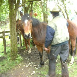Ivan, ��������, 61 ���