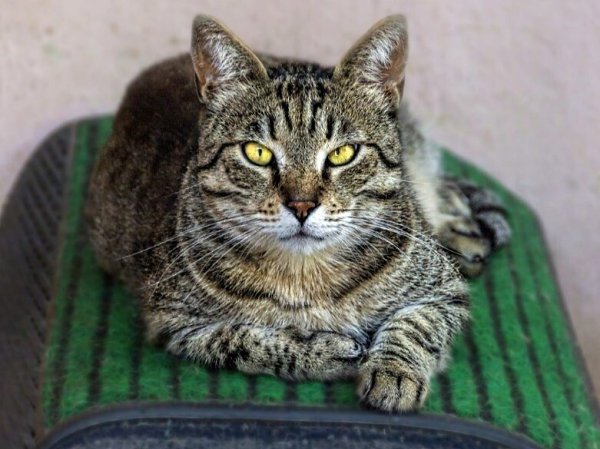 Кот тебя не бросит...лишнего не спросит, Вот, что- значит настоящий, верный кот!