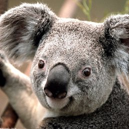 ������, �������, 52 ����