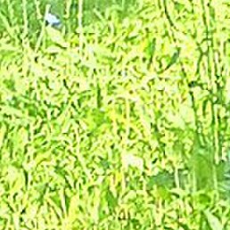 �������, ������, 48 ���