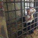 �� �������� ) �� ������� ���� ����������