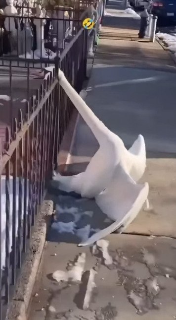   . ,  !