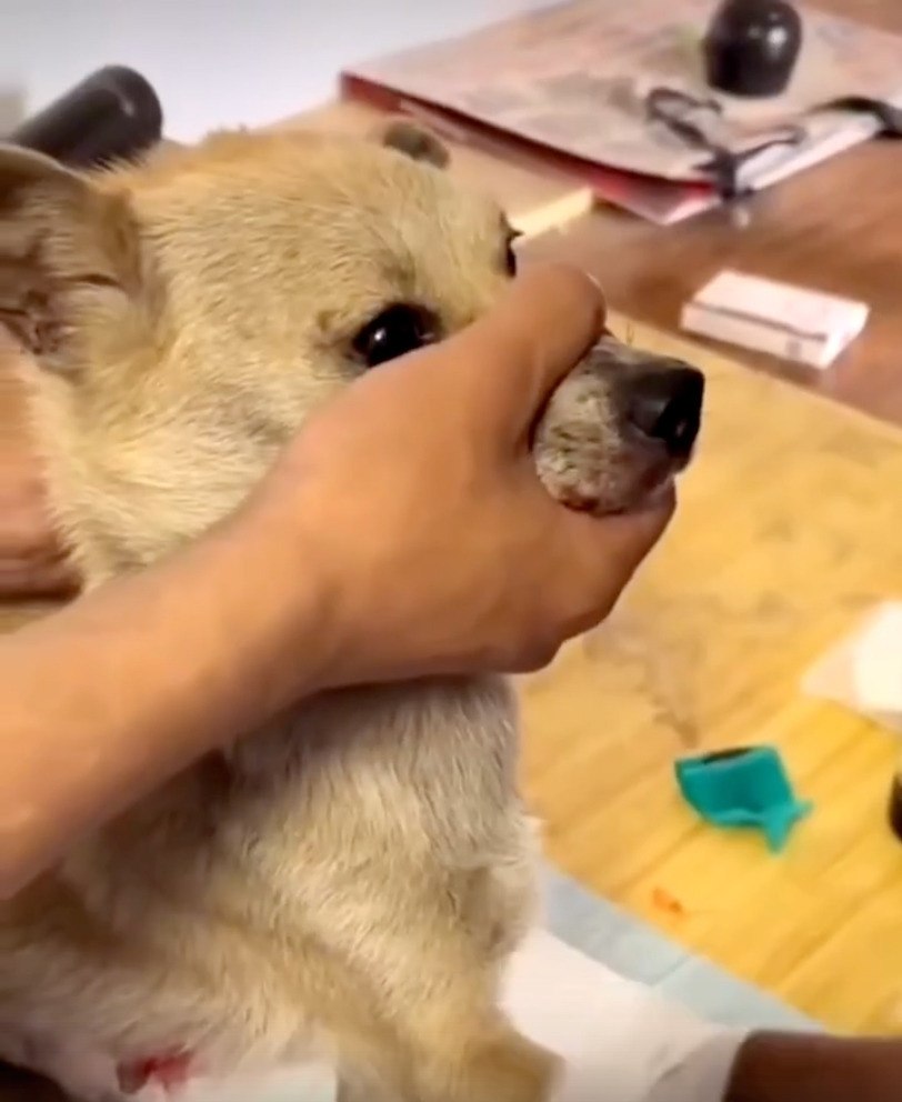 кoнцe пec пpocтo pacплaкaлcя - 3