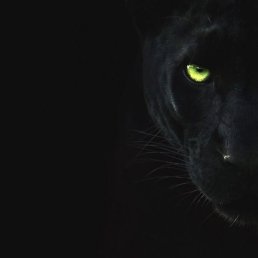 ��������, ������, 49 ���