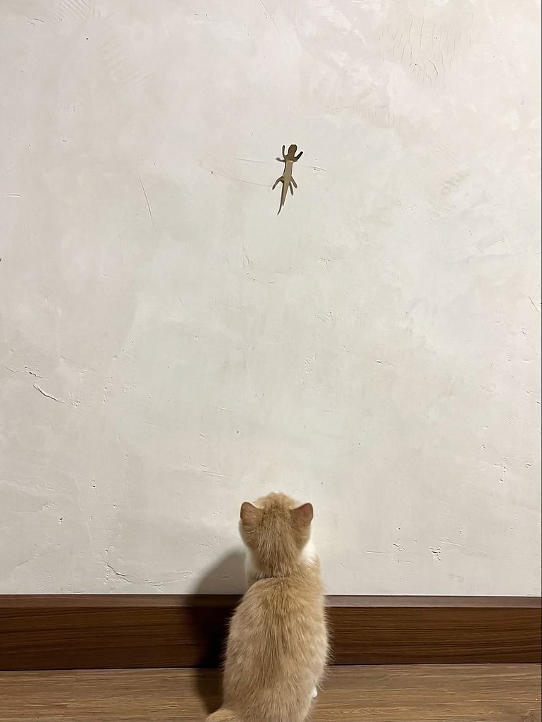��� ������ ����� �����