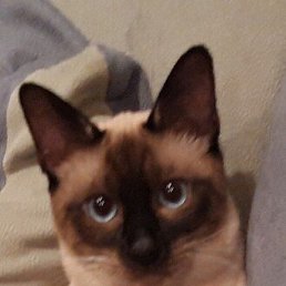 ������, �����, 55 ���