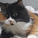 ���� �����, ������-��-����, 50 ��� - ��������� 12 ������ 2025 � ������ ������ ��������