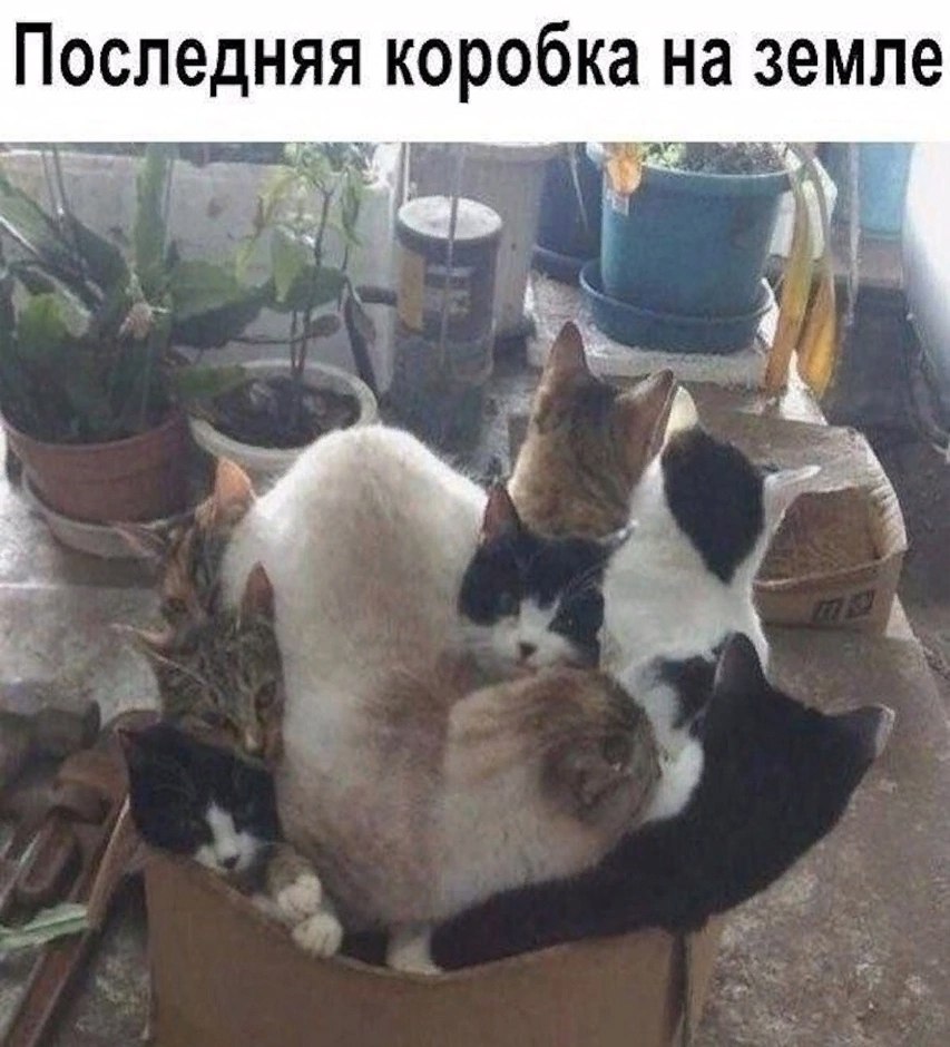 Без кота и жизнь не та - 26 августа 2025 в 15:46