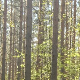 Nikolas, �����-���������, 51 ���