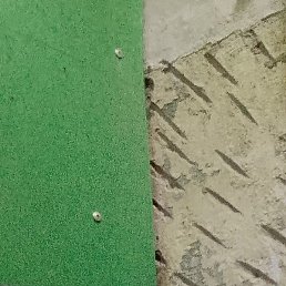 �������, �����������, 39 ���