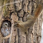 ���������, 37 ���, ������