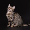  Moonlight,  -  4  2025    