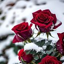 ���� �����, ������, 27 ��� - ��������� 15 ������� 2025