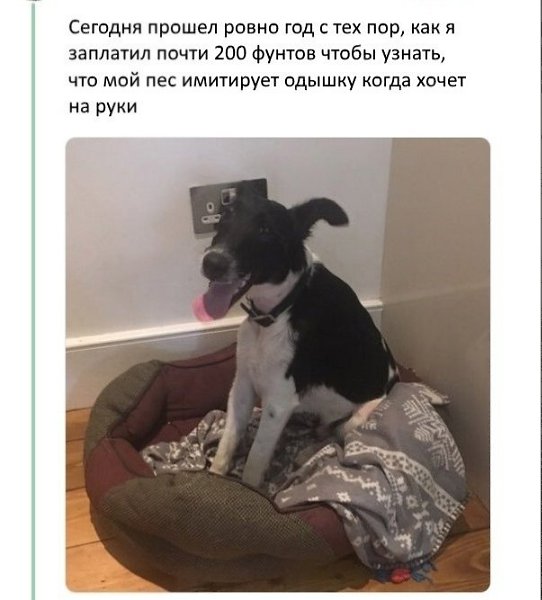 ������ �������