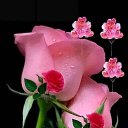 ���� Mohammed, ���� - ��������� 5 ������� 2025 � ������ ������ ��������