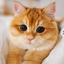  , , 53  -  15  2025   , , !!