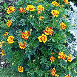 �������, ���������, 55 ���