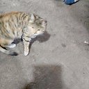 ���� ����, �����������, 41 ��� - ��������� 22 ����� 2024 � ������ ���� ����������