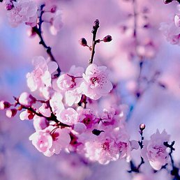 �����, ������� ��������, 54 ����