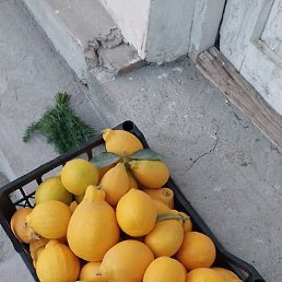 ����, ������, 49 ���