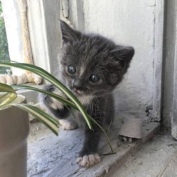 �����, ����������, 29 ���