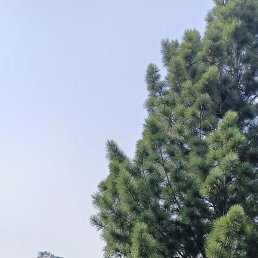 �����, ���������, 61 ���