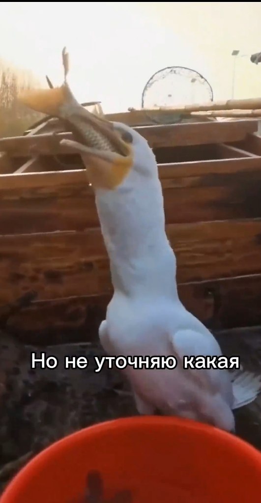    ,  ,    - 2