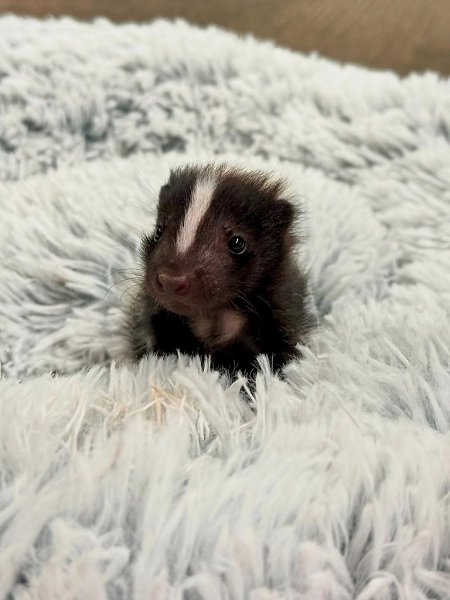 Вы когда-нибудь видели такого маленького скунса? Вот теперь да! В зоопарке Цинциннати появился на ... - 5