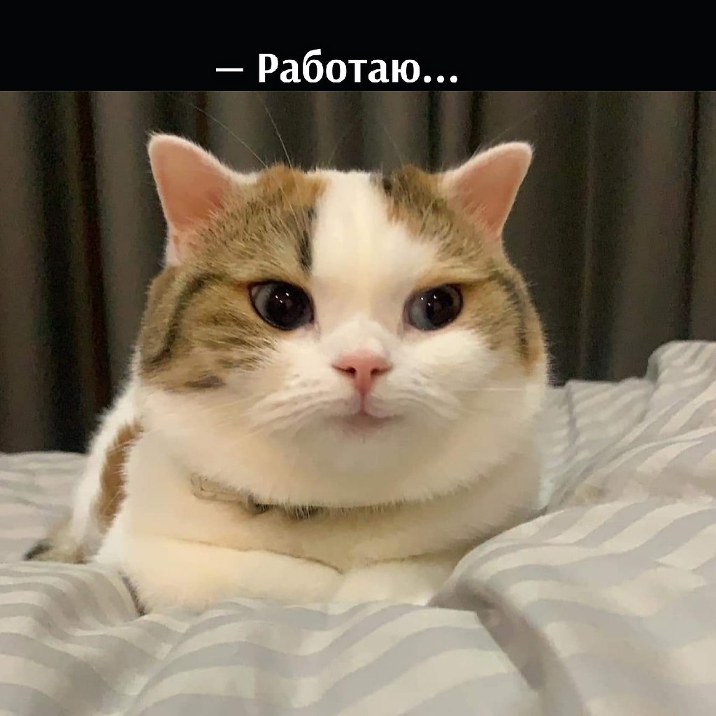 Без кота и жизнь не та - 28 октября 2025 в 12:40