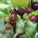  , --, 60  -  28  2025    