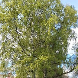 �����, ������, 57 ���