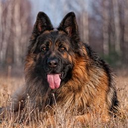 ���� Sertyu, �����-���������, 51 ��� - ��������� 3 ����� 2026