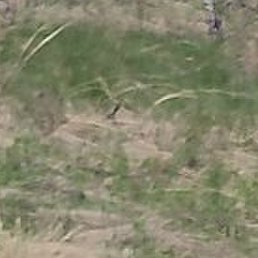 �������, ���������, 62 ����