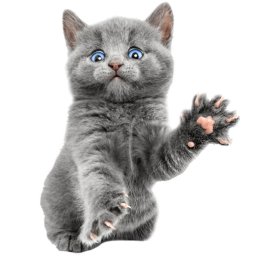 ����, �������, 59 ���