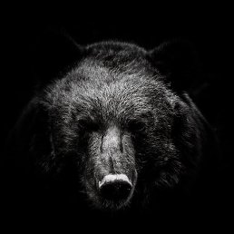 ����, ������, 51 ���