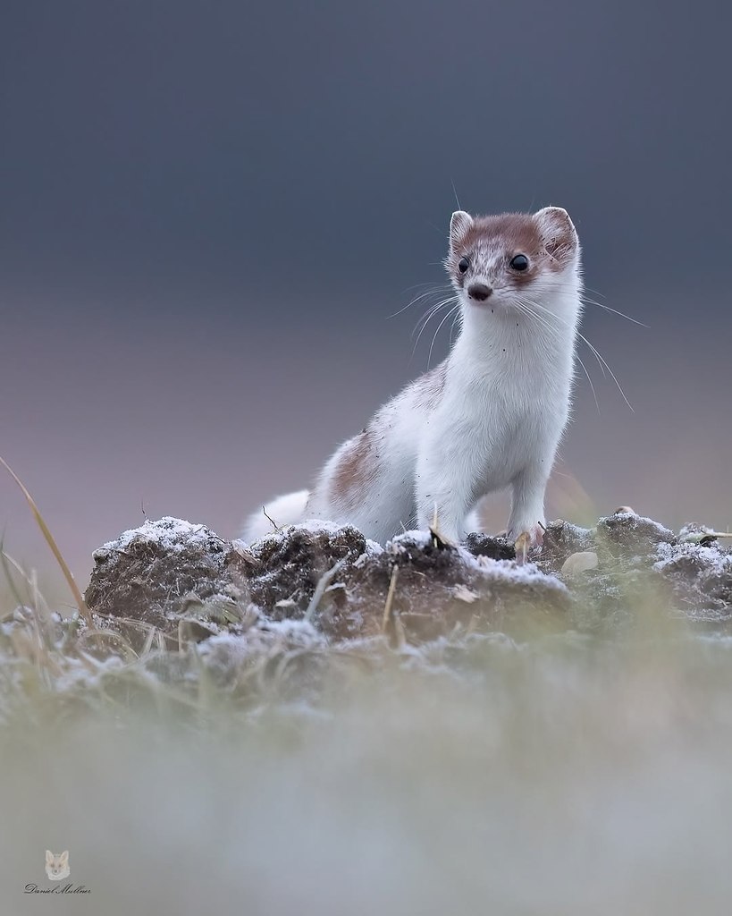 Коллекция горностаев от фотографа Даниэля Мюльнера - 4