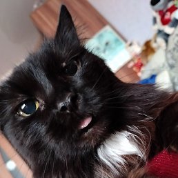 �������, ������������, 54 ����