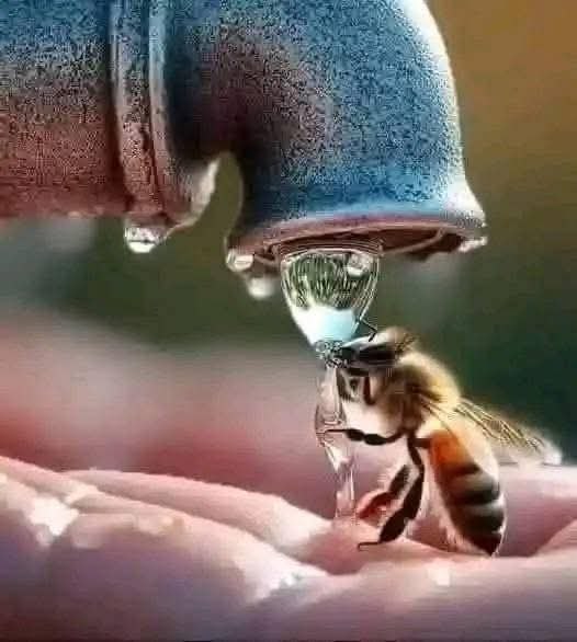 :)     National Geographic