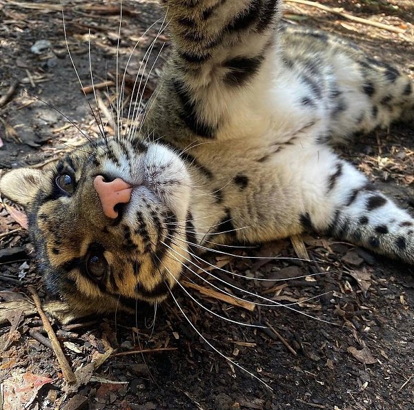 �� ��� ������� ������ ��������� ������. ������ �������� �� ����� ��������� �������� - 2