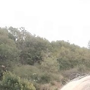 , 51 , 