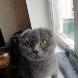 ����, �����-���������, 36 ���