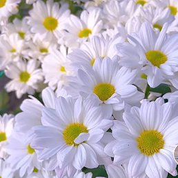 ���� Nara, ����, 46 ��� - ��������� 30 ������ 2024