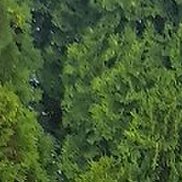 ������� �������, 38 ���, ������