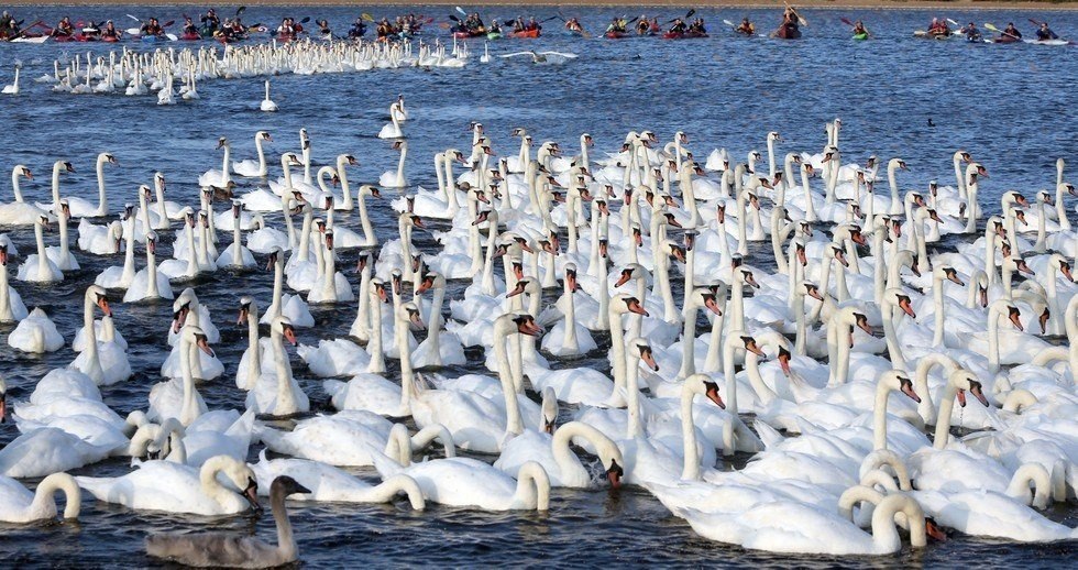     .   (Abbotsbury Swannery)   ... - 3