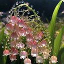 ���� �������, ������, 62 ���� - ��������� 14 ������ 2025 � ������ ������ ��������