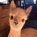 ���� ����, ��������, 36 ��� - ��������� 17 ������ 2026 � ������ ���� ����������