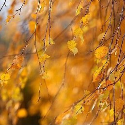 �������, �������, 49 ���