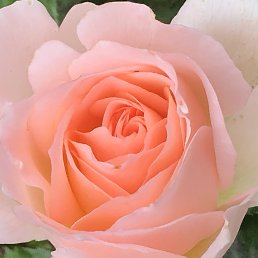 ���� �������, ������, 55 ��� - ��������� 2 ������ 2026