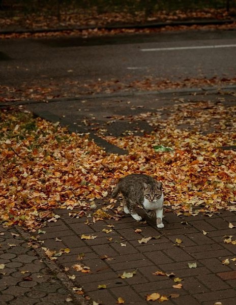     ,    ,    : 1.  ... - 2